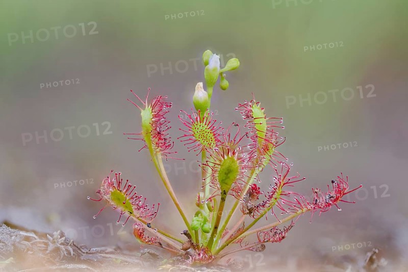 Middle sundew, Drosera intermedia, oblong-leaved sundew, Lower Saxony, Germany