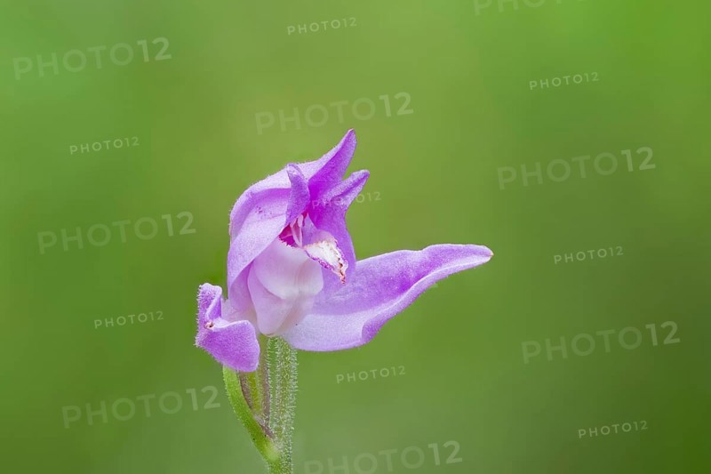 Red Forest Bird, Cephalanthera rubra, Red Helleborine, Lower Saxony, Germany