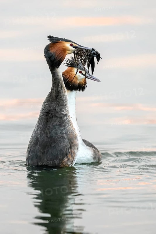 Two great crested grebes (Podiceps Scalloped ribbonfish) displaying courtship dance in the water, one holding a plant material in its beak, Steinhuder Meer, Lower Saxony, Germany