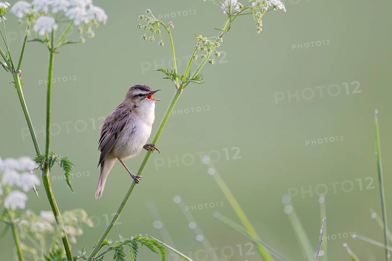 Reed Warbler, Acrocephalus schoenobaenus, Sedge Warbler, Lower Saxony, Germany