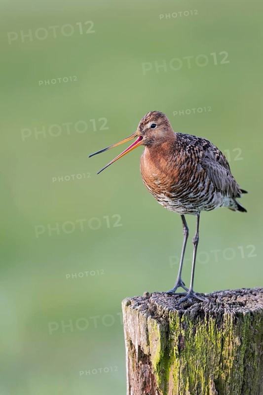 Black-tailed godwit, Limosa limosa, Lower Saxony, Germany