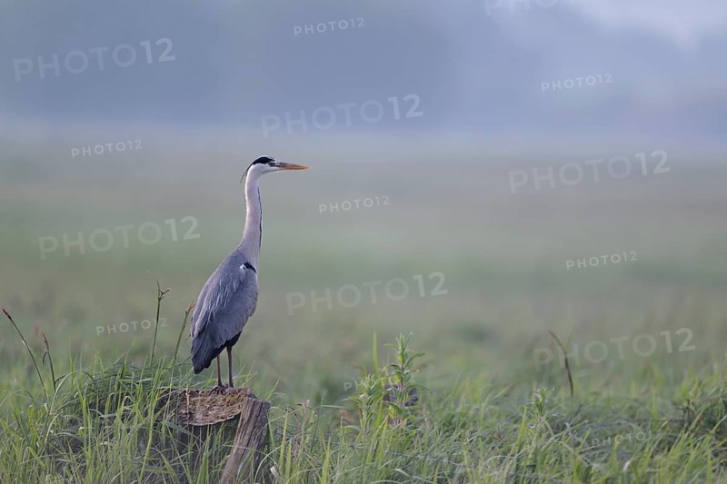 Grey heron (Ardea cinerea) in the morning moor, Lower Saxony, Germany