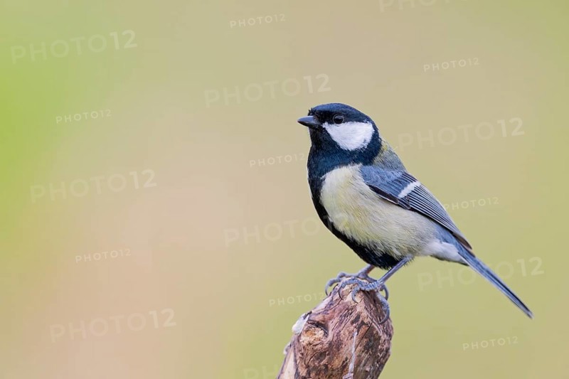 Great Tit, Parus major, Great Tit, Lower Saxony, Germany