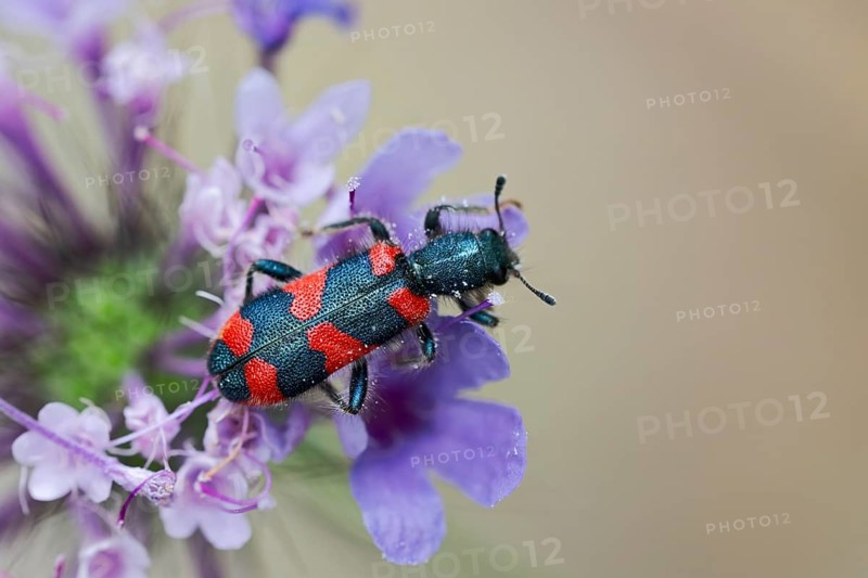 Bee beetle (Trichodes apiarius) on flower, Corfu, Greece