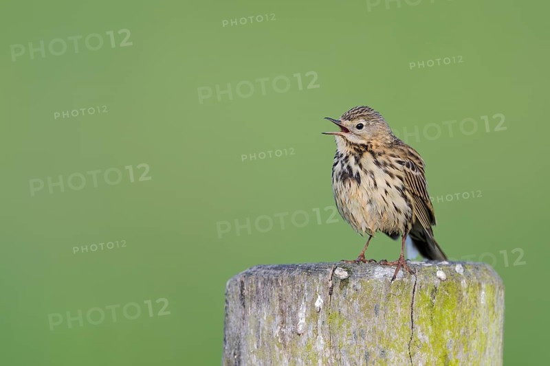 Wiesenpieper, Anthus pratensis, Meadow Pipit, Lower Saxony, Germany