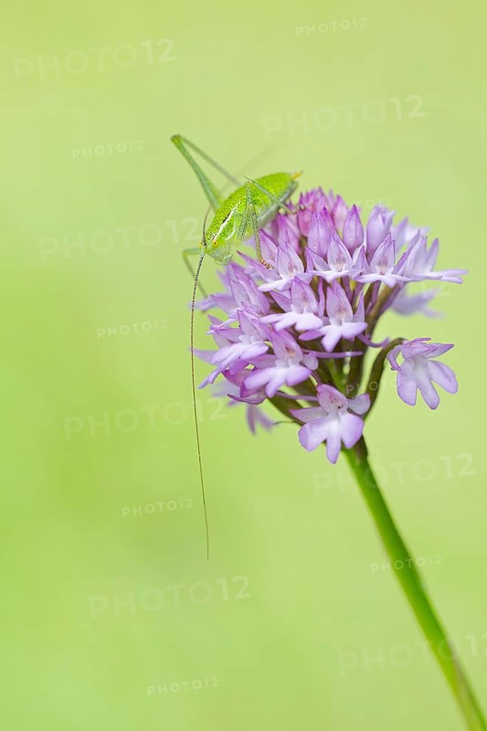 Locust Nymph, Poecilimon mytilenensis, Nymph Mytilene Bright Bush-cricket, Corfu, Greece