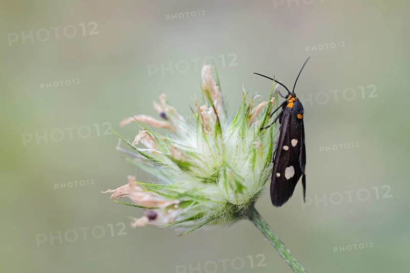 Hyaline brown ram, Dysauxes famula, Dysauxes famula moth, Corfu, Greece