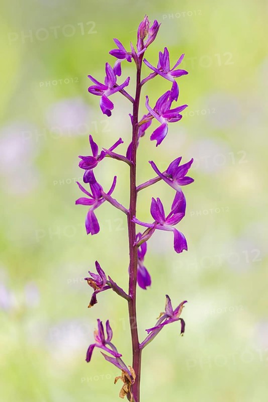 Loose-flowered orchid, Anacamptis laxiflora, Lax-flowered orchid, Corfu, Greece