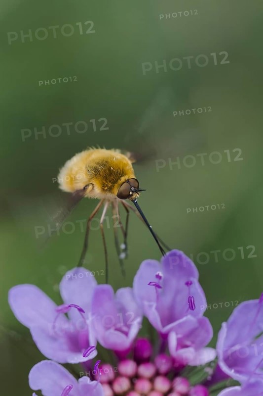 Large Bee Fly, Bombylius major, Large Bee Fly, Corfu, Greece