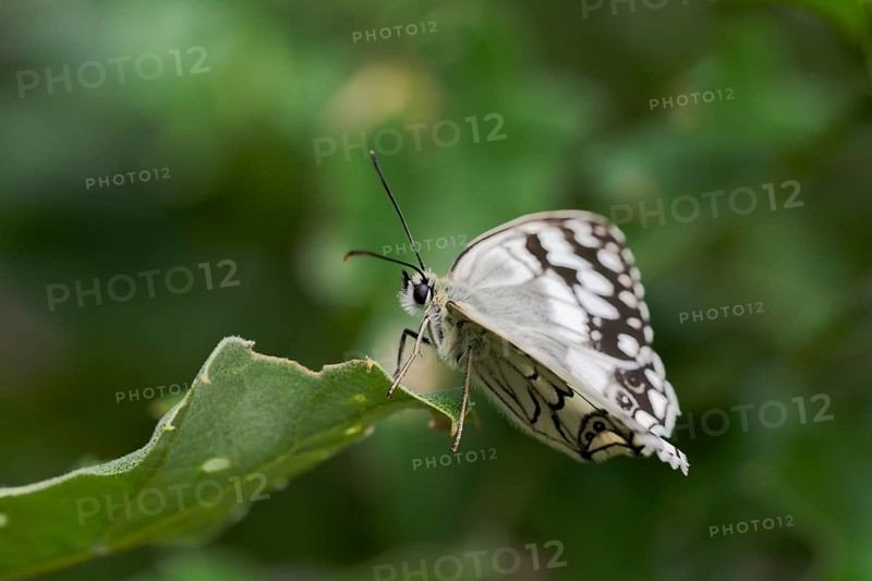 Balkan Chessboard, Melanargia Larissa, Balkan Marbled White Butterfly, Corfu, Greece