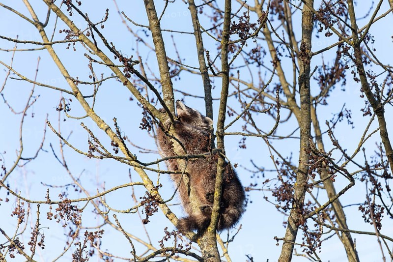 A cute raccoon sleeps relaxed on a tree between the branches and enjoys the warm winter sun. This tranquil scene provides a sense of peace and closeness to nature