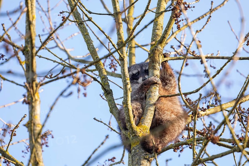 A cute raccoon looks down and sits on a tree between the branches and enjoys the warm winter sun. This tranquil scene provides a sense of peace and closeness to nature
