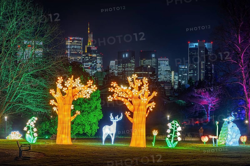 The light installations of the winter lights in the palm garden shine in front of the skyscrapers of the Frankfurt banking skyline, Palmengarten, Frankfurt am Main, Hesse, Germany
