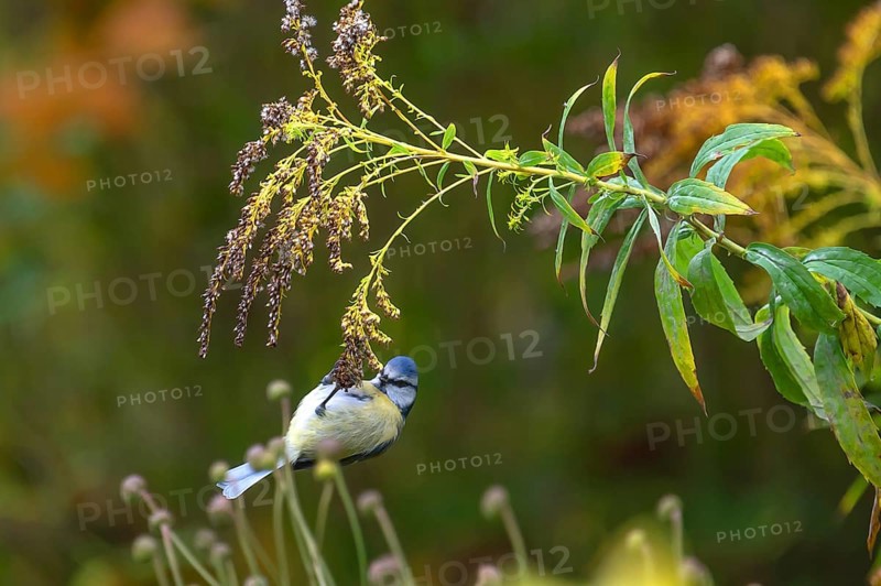 Blue tit (Cyanistes caeruleus) on a faded goldenrod (Solidago) Bavaria, Germany