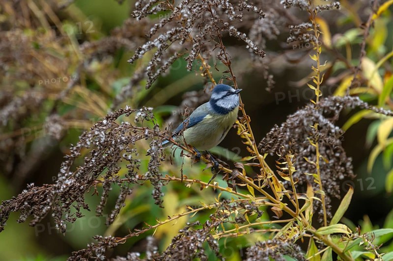 Blue tit (Cyanistes caeruleus) on a faded goldenrod (Solidago) Bavaria, Germany