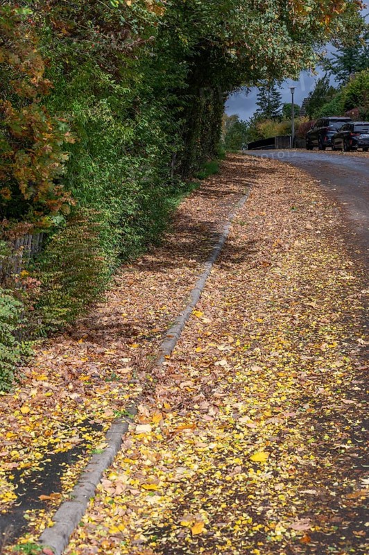 Autumn leaves on sidewalk and road, Eckental, Middle Franconia, Bavaria, Germany