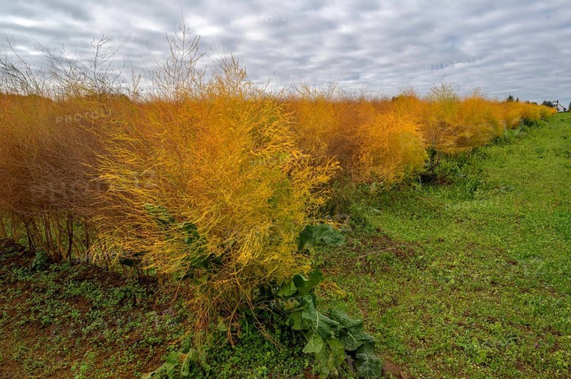 Autumn asparagus (Asparagus) Eckental, Middle Franconia, Bavaria, Germany
