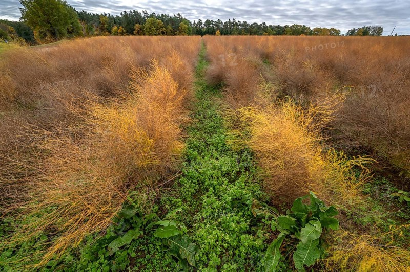 Autumn asparagus (Asparagus), Eckental, Middle Franconia, Bavaria, Germany