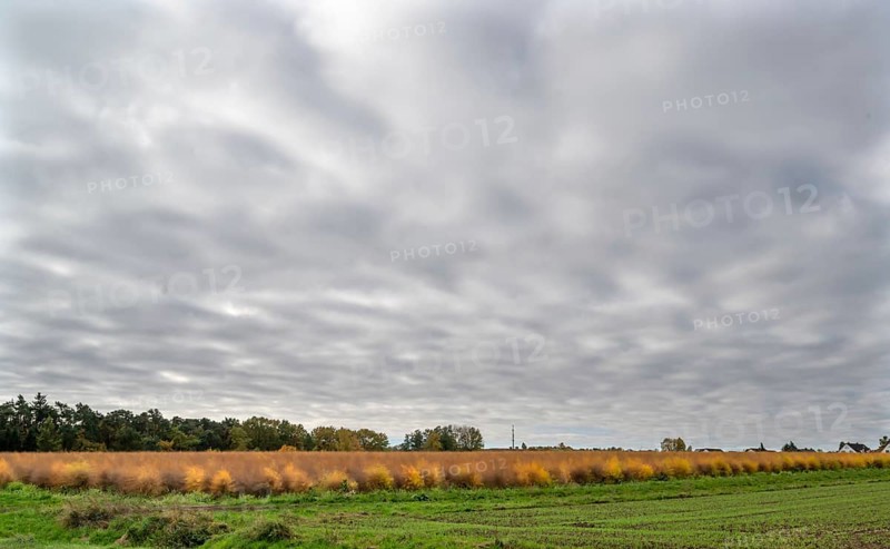 Dense cloud cover over an autumn asparagus field (Asparagus), Eckental, Middle Franconia, Bavaria, Germany