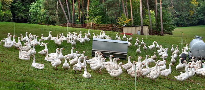 Fattening geese (Anser anser domesticus) in a meadow, Bullach, Middle Franconia, Bavaria, Germany