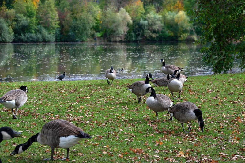 Canada geese (Branta canadensis) on a meadow by a lake, Hersbruck, Middle Franconia, Bavaria, Germany