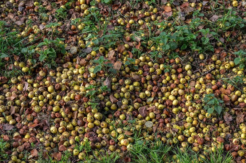 Apples (Malus) lying on the ground, fallen fruit, Franconia, Basern, Germany