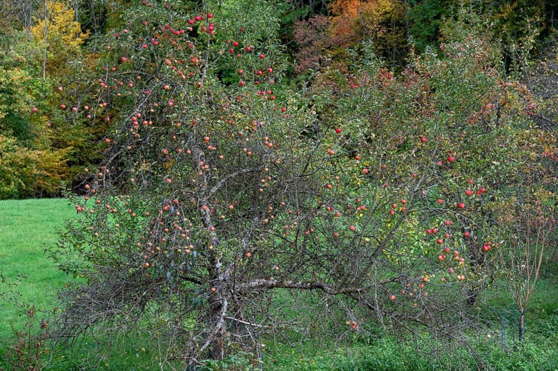 Hanging apples (Malus) in late autumn, Fanken, Bavaria, Germany