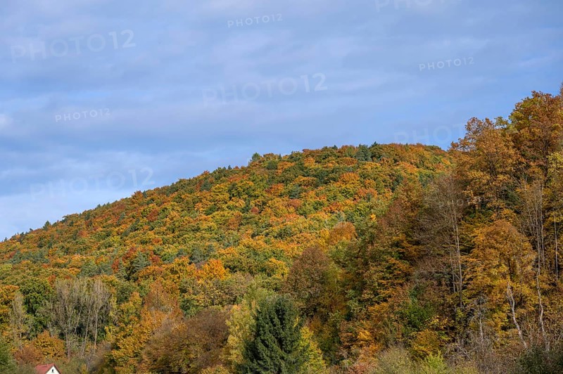Mixed autumn forest, cloudy sky, Happurg, Middle Franconia, Bavaria, Germany