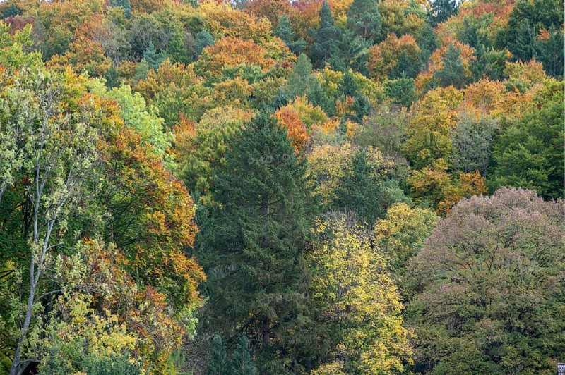 Herbstlicher Mischwald, Happurg, Middle Franconia, Bavaria, Germany