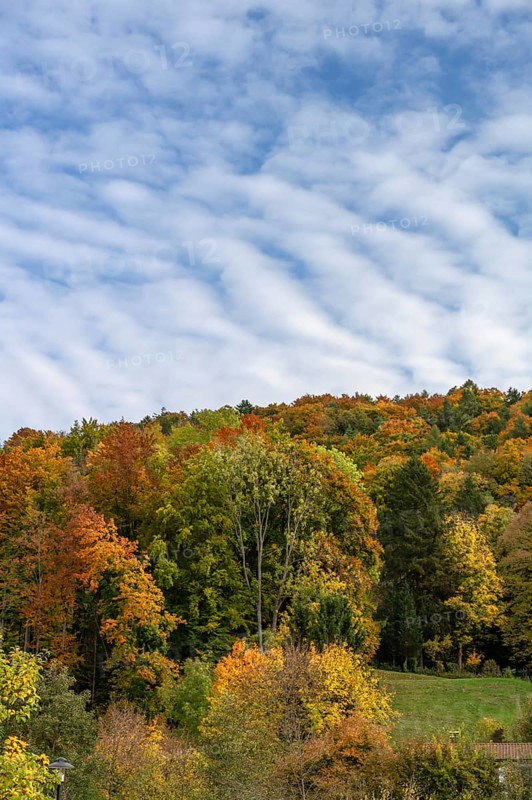 Herbstlicher Mischwald, Happurg, Middle Franconia, Bavaria, Germany