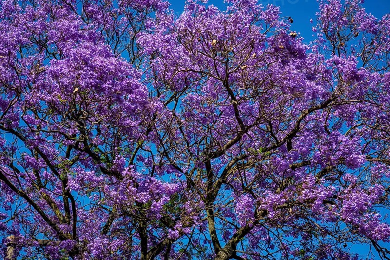 A vibrant jacaranda tree displays stunning purple flowers against a clear blue sky in Lisbon, showcasing nature's beauty in springtime