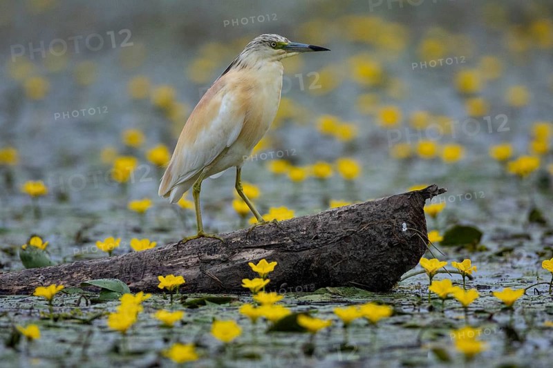Squacco Heron (Ardeola ralloides) in the fog Hungary
