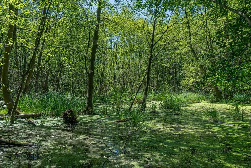 Moor and swamp landscape in the forest area near Wannsee near Berlin