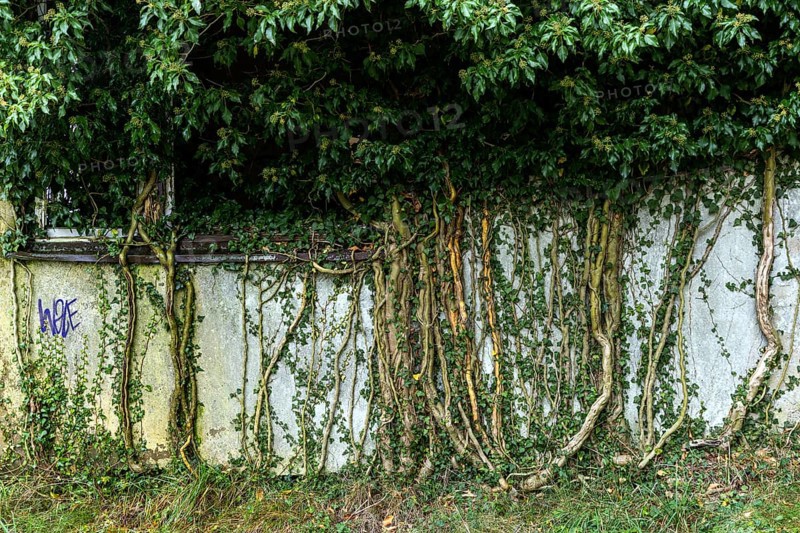 Ivy grows on old house wall, dilapidated plant of a former agricultural production cooperative of the former GDR, LPG, Lost Place, Müggenburg, Fischland-Darss-Zingst, Western Pomerania Lagoon Area National Park, Mecklenburg-Western Pomerania, Germany