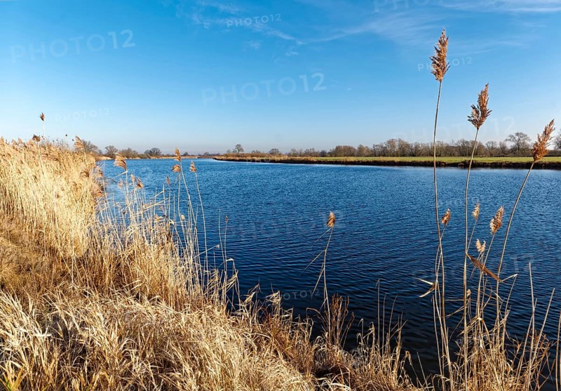 Dry reed grass on the Elbe in the Elbe floodplain near Bleckede-Heisterbusch in the Elbe River Landscape Biosphere Reserve on a clear winter day. Bleckede-Heisterbusch, Lower Saxony, Germany