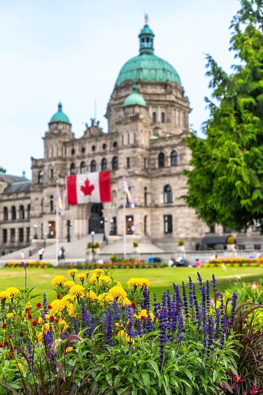 Colorful flowers blooming in the foreground with the parliament buildings and canadian flag in the background during summer in victoria, british columbia