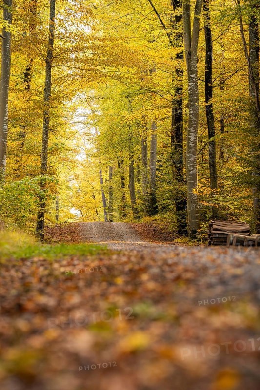 Autumn forest trail surrounded by colorful leaves and tall trees, VW ID4 electric car, Deer Carsharing, Calw, Germany