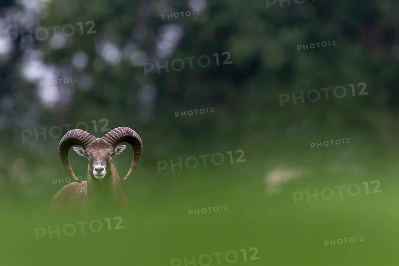 A young mouflon ram (Ovis gmelini) looks curiously over a hill, Germany