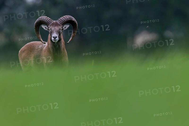 A young mouflon ram (Ovis gmelini) looks curiously over a hill, Germany