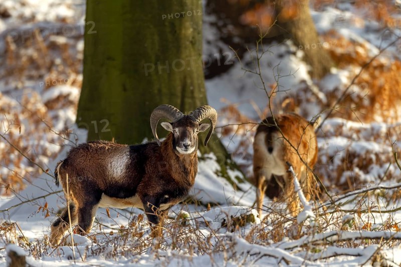 A young mouflon ram (Ovis gmelini) and a female in the evening light in a snow-covered oak forest, winter, snow, winter sun, Germany