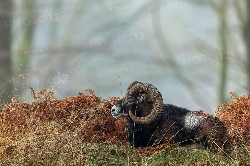 The mouflon ram (Ovis gmelini) has chosen an exposed spot on a hill in the forest to rest, so it always has large areas under observation, Germany