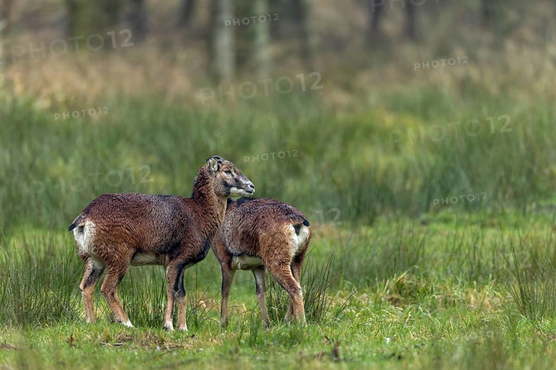 Two females of the European mouflon (Ovis gmelini), one of which is even a horned animal, an unusual observation, cuddling, social behaviour, Germany