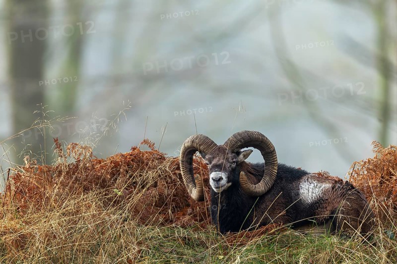 The mouflon ram (Ovis gmelini) has chosen an exposed spot on a hill in the forest to rest, so it always has large areas in view, Germany