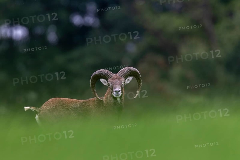 A young mouflon ram (Ovis gmelini) looks curiously over a hill, the raised frond signalling maximum attention, Germany
