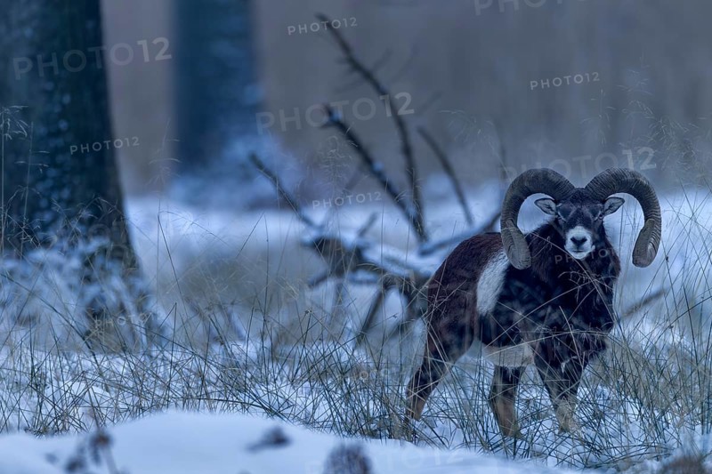 A mouflon ram (Ovis gmelini) in the late evening in the winter forest, winter, snow, Germany