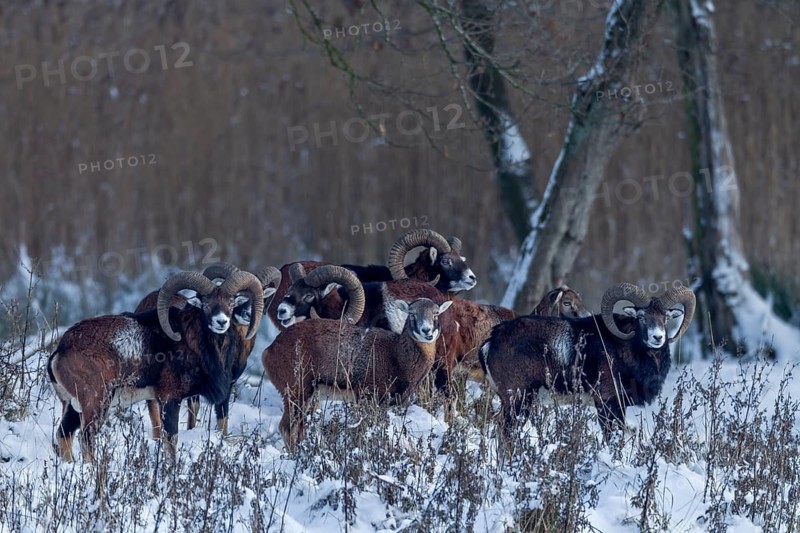 The pack of European mouflon (Ovis gmelini) has long since noticed me, but remains relaxed, winter, snow, Germany