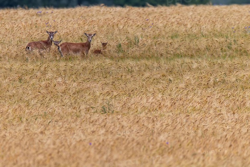 Female mouflon (Ovis gmelini) with her lambs in a barley field, offspring, rearing young, Germany