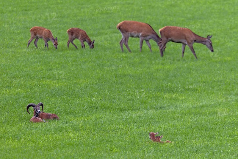 The resting mouflon herd (Ovis gmelini) pays little attention to the red deer (Cervus elaphus) with calves, Encounter, Germany