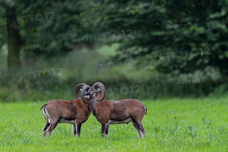 European mouflons (Ovis gmelini) are very social animals that often seek direct contact with conspecifics, as shown here by two young rams, cuddling, social behaviour, Germany