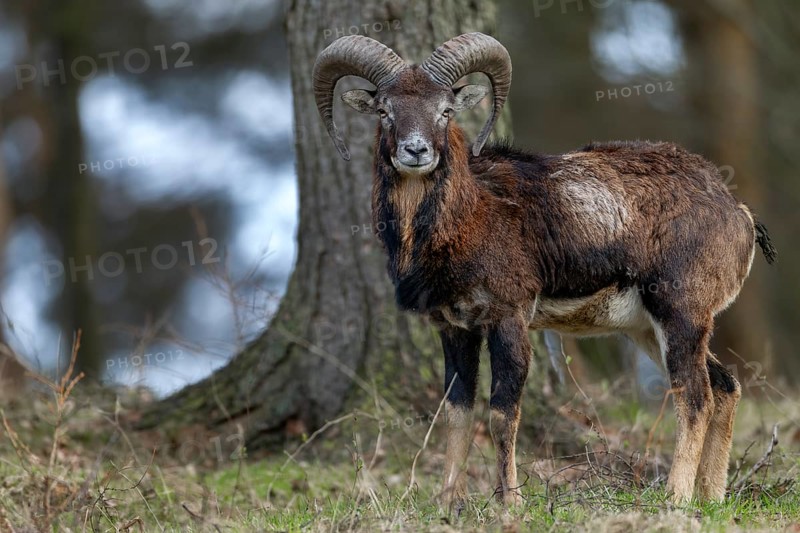 A young mouflon ram (Ovis gmelini) curiously observes the photographer, Germany